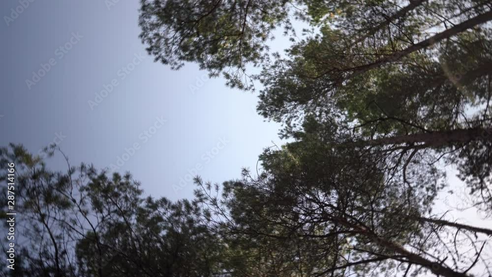 Pine forest with branches spins against the blue sky on a summer day Pine forest with branches spins against the blue sky on a summer day