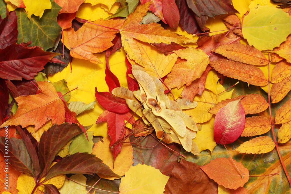 Background formed with bright autumn leaves Background formed with bright autumn leaves