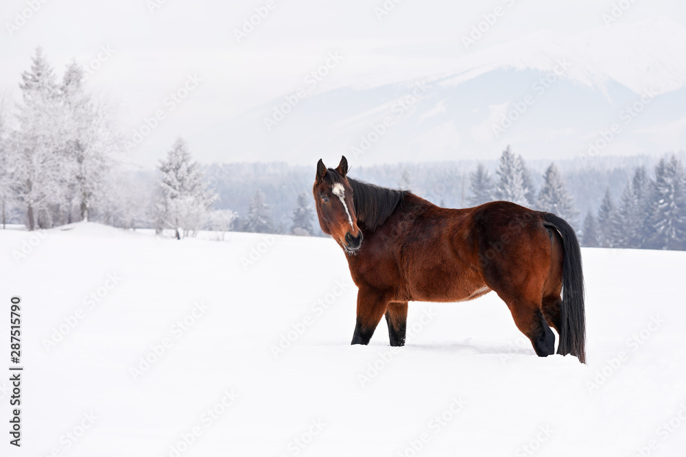 Dark brown horse walks on snow, blurred trees and mountains in background, view from side