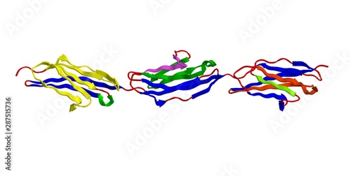 Molecular structure of protein titin