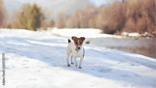 Small Jack Russell terrier walking on melting snow next to river on sunny day, blurred trees in background