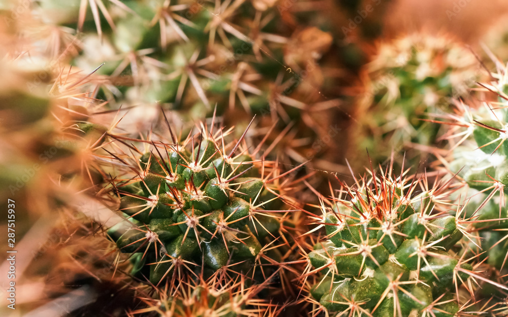 Closeup detail - group of cacti growing together, sharp reddish thorns on green plants Closeup detail - group of cacti growing together, sharp reddish thorns on green plants