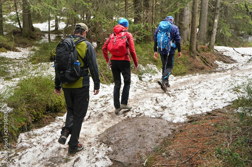 Three hikers wearing jackets walking in forest, path partly covered with snow, stones on ground, trees at background, view from behind