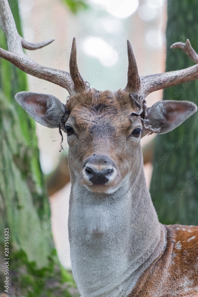 Portrait of graéat adult noble deer - red deer with big horns in the forest Portrait of graéat adult noble deer - red deer with big horns in the forest