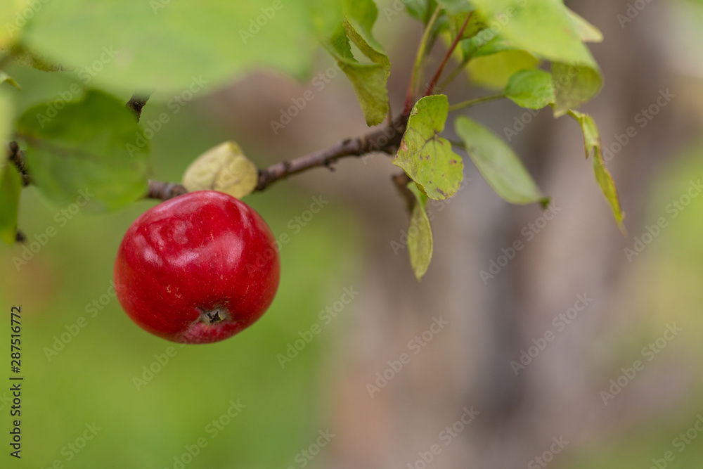 Harvesting apples. Apples hanging on the branches of an apple tree Harvesting apples. Apples hanging on the branches of an apple tree