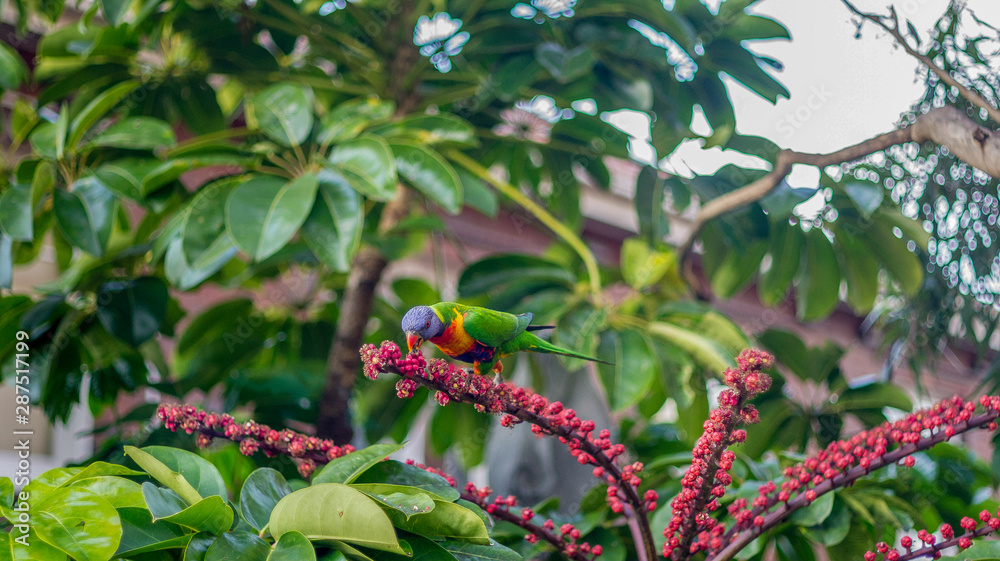 Obraz premium Rainbow Lorikeet Trichoglossus moluccanus in Sydney, sitting on a tree and eats, sydney, australia