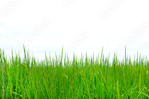 Young green rice in the rice fields against cloud sky background.