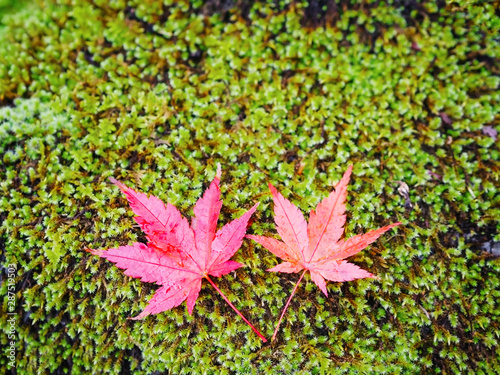 Photos red maple leaves falling over green moss on the ground.