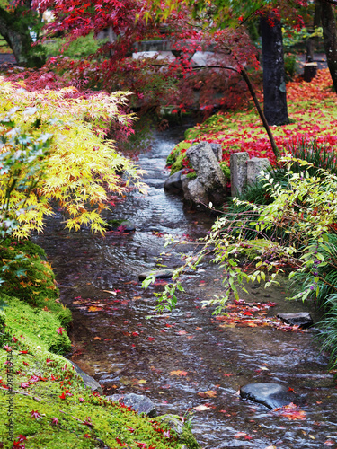 Colorful maple leaves falling and green moss nearby small waterway in the garden.