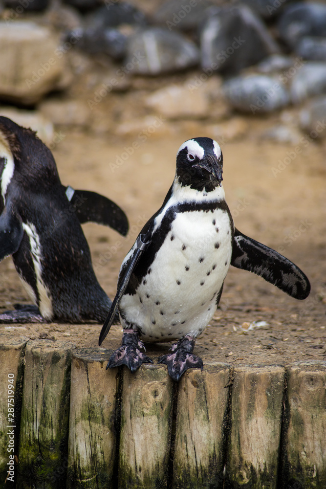 Obraz premium manchot