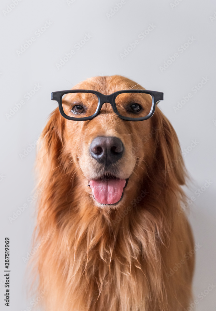 Cute golden retriever wearing glasses