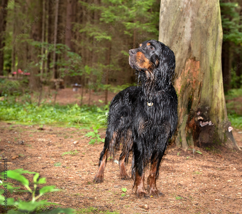 Wet dog breed Setter Gordon in the woods after a swim