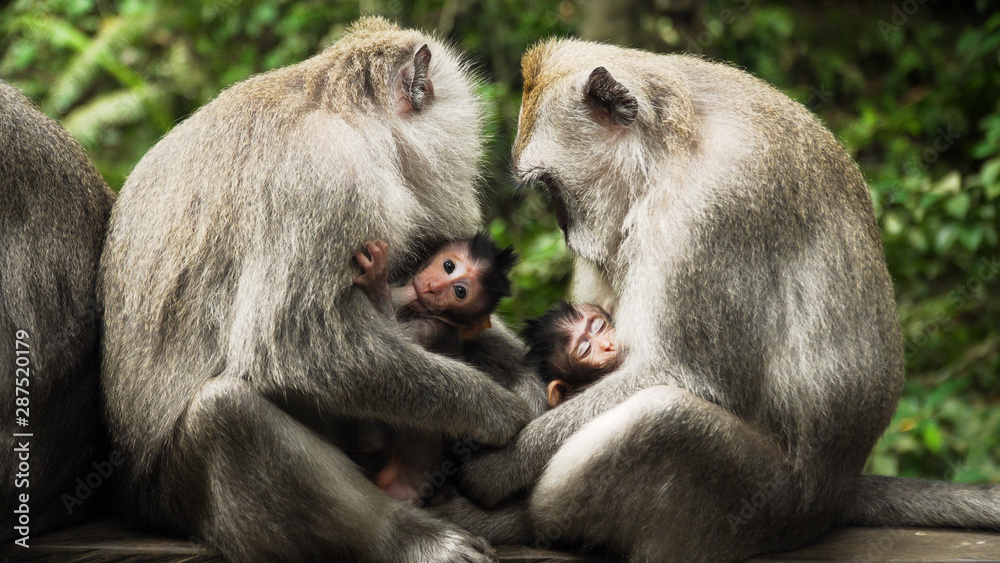 monkey mother breastfeeds baby. Monkey macaque in the rain forest. Monkeys in the natural environment. Bali, Indonesia. Long tailed macaques, Macaca fascicularis