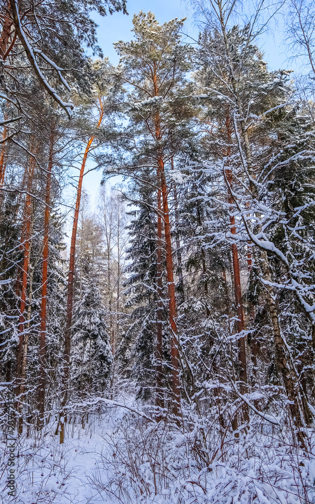 Fototapeta premium Snowy winter forest in a sunny day. Snow-covered spruces and pines on a background of blue sky