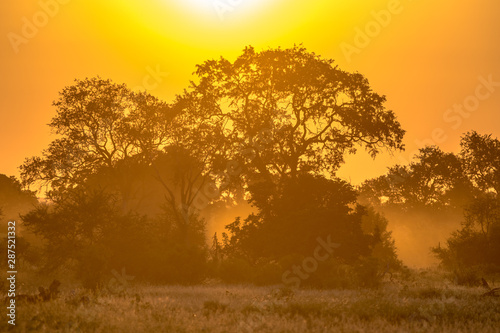 Orange morning light on S100 Kruger