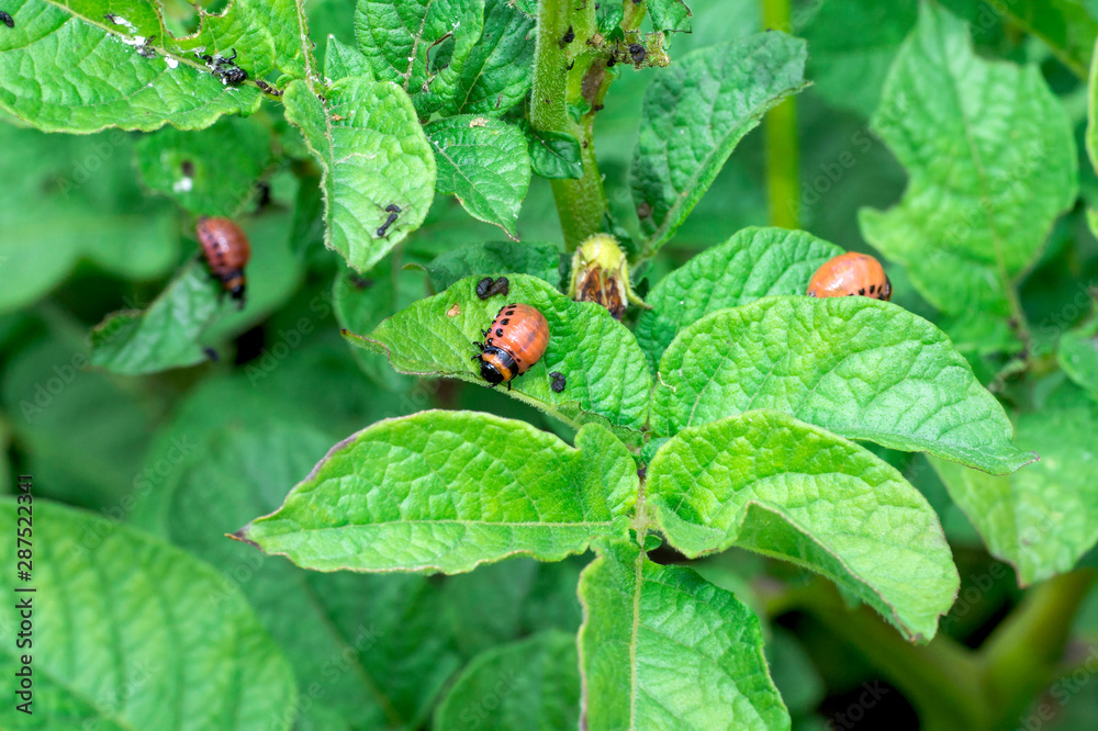 Colorado beetle larvae on green potato tops. Concept of pest control Colorado beetle larvae on green potato tops. Concept of pest control