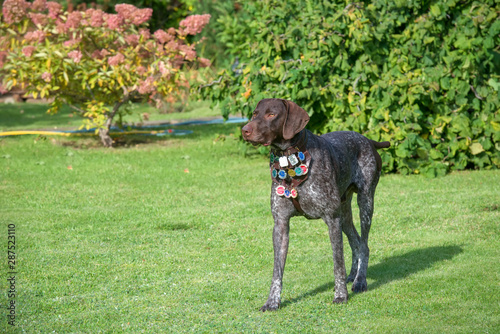 Dog breed Kurzhaar with medals for a walk in the autumn park