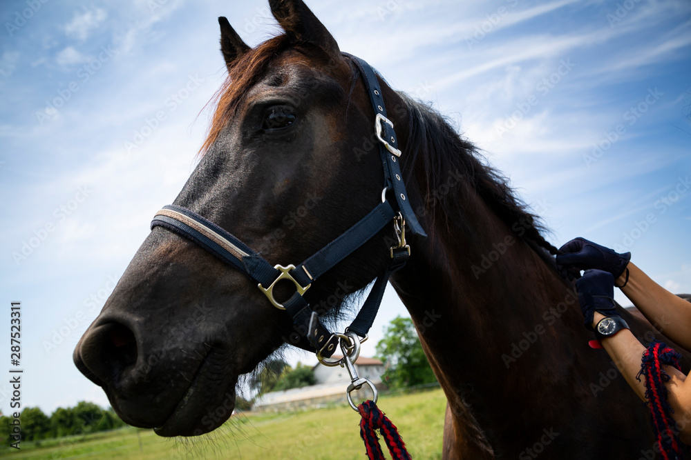 Horse riding. Saddle a horse. The woman puts the harness on the horse's head. Horse riding. Saddle a horse. The woman puts the harness on the horse's head.