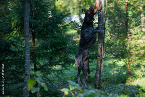 Dog breed Kurzhaar hunting in the forest