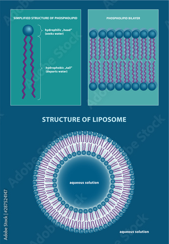 Vector illustration of phospholipid