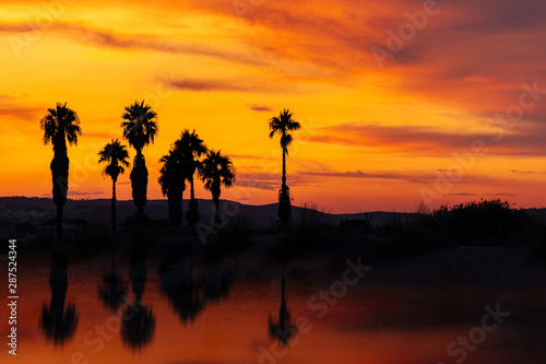 Silhouette of palm trees at sunset in Morocco