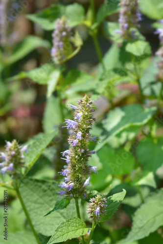 Korean licorice mint in the garden photo