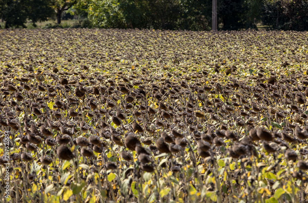 Obraz premium Field of drying sunflowers in valley of Dordogne river. France