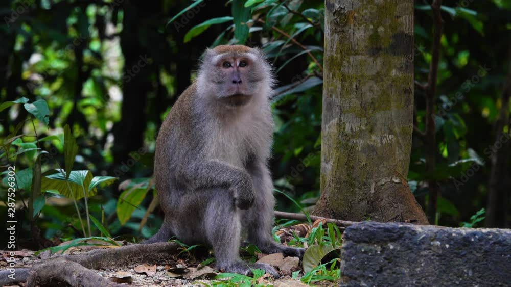 Dusky Leaf Monkey Rainforest Tree looking around. Asia wildlife animal.Close Up Shot. Dusky Leaf Monkey Rainforest Tree looking around. Asia wildlife animal.Close Up Shot.