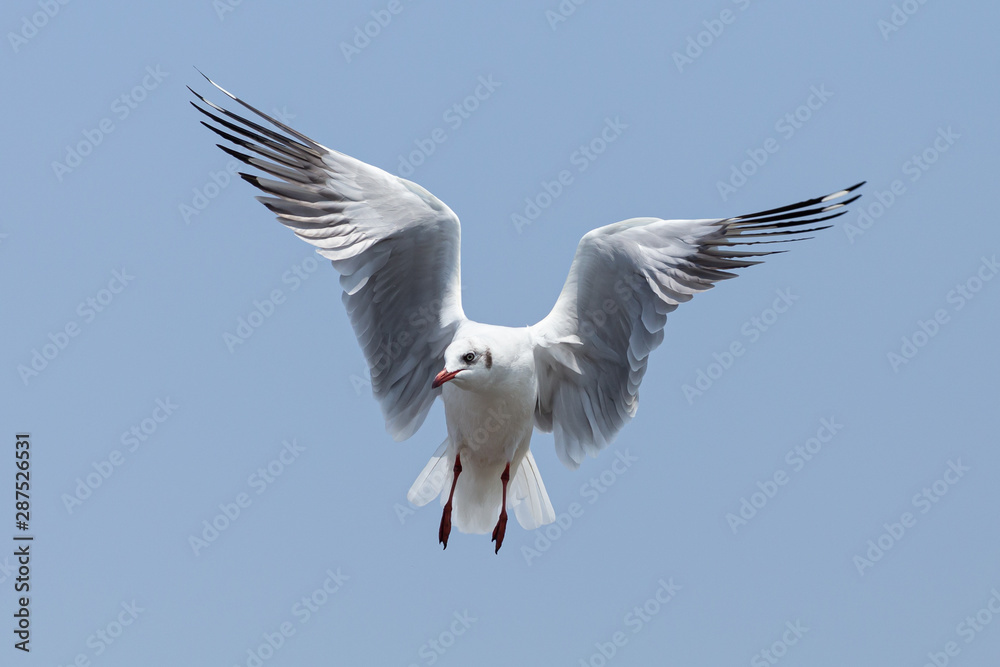 Fototapeta premium Every year, the seagulls evacuate the cold weather in warm