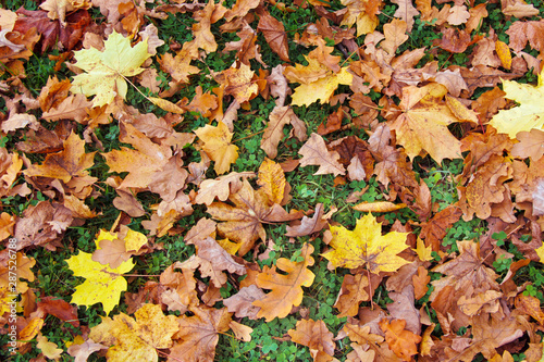 Autumn leaves background