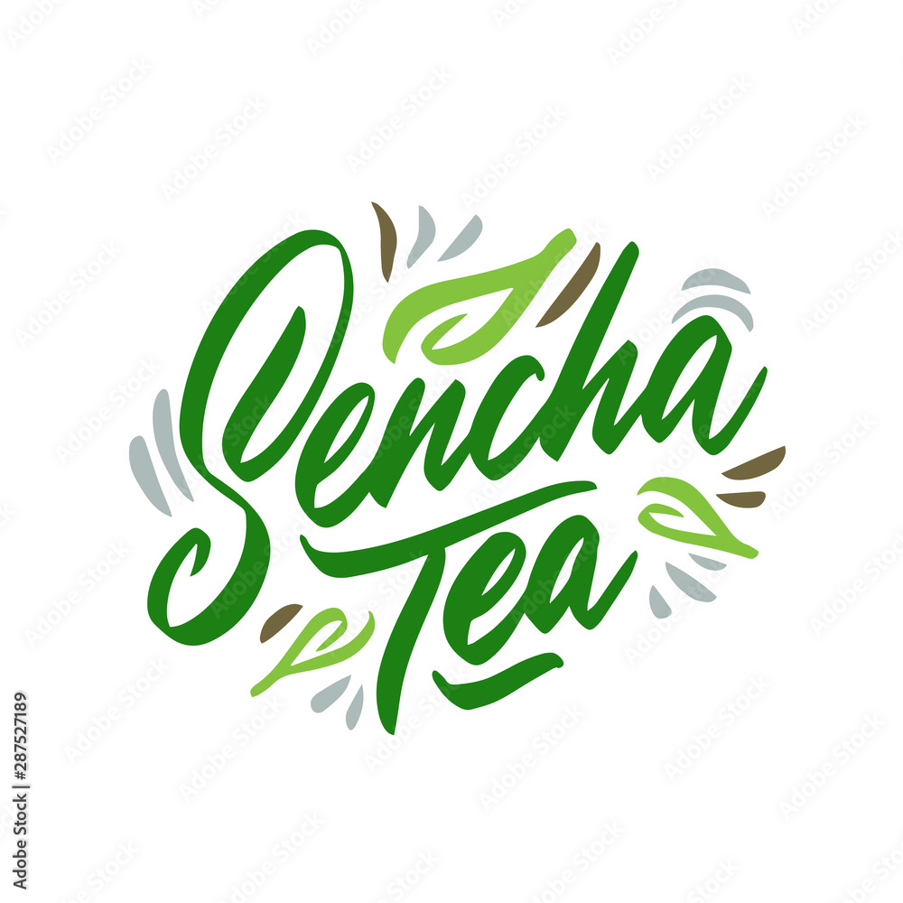 Sencha tea hand drawn illustration. Template for card banner and poster for restaurant menu and package. Vector illustration Sencha tea hand drawn illustration. Template for card banner and poster for restaurant menu and package. Vector illustration
