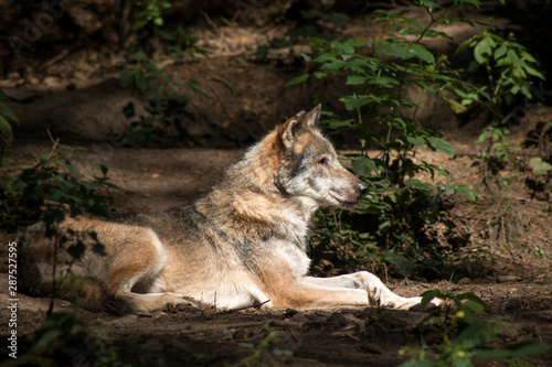 Gray Wolf resting in the Forest