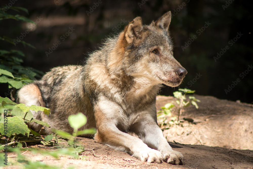 Fototapeta premium Gray Wolf resting in the Forest