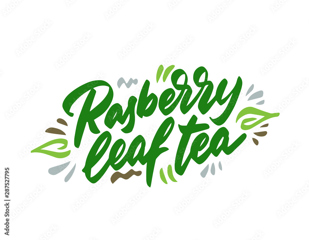 Plakat Raspberry leaf tea hand drawn illustration. Template for card banner and poster for restaurant menu and package. Vector illustration