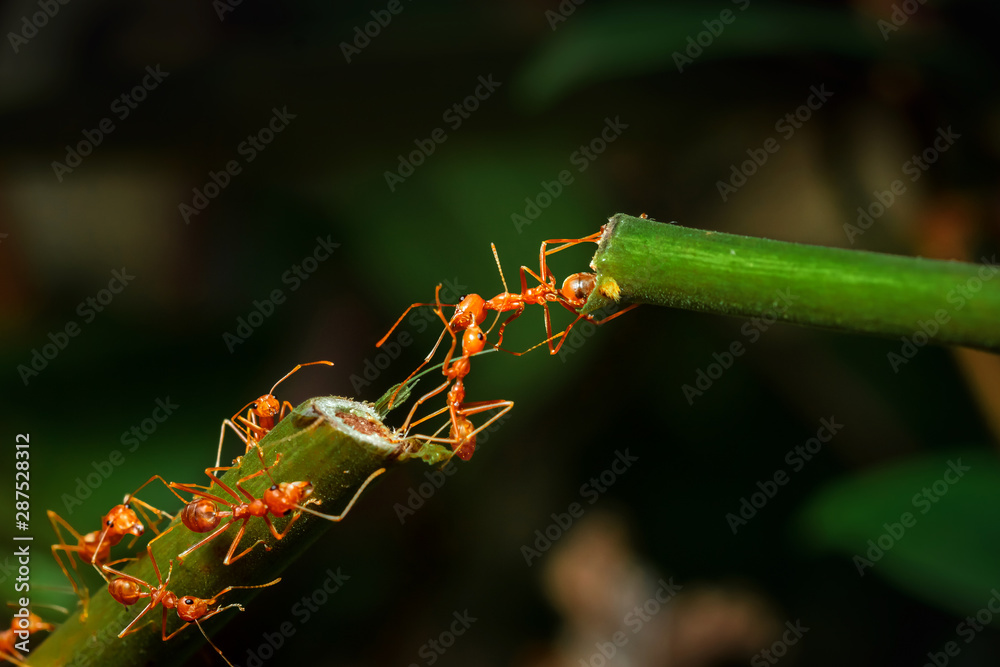 Ant bridge unity on tree branch