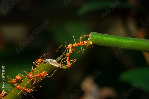 Ant bridge unity on tree branch