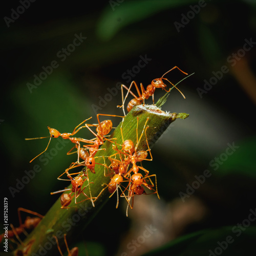Ant bridge unity on tree branch © songphon