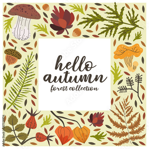 Hello autumn square frame with floral forest harverst vector illustrations such as cepe, girolle, chestnut, acorn, arborvitae, fern pine tree branch, cape gooseberry for greeting cards and banners.