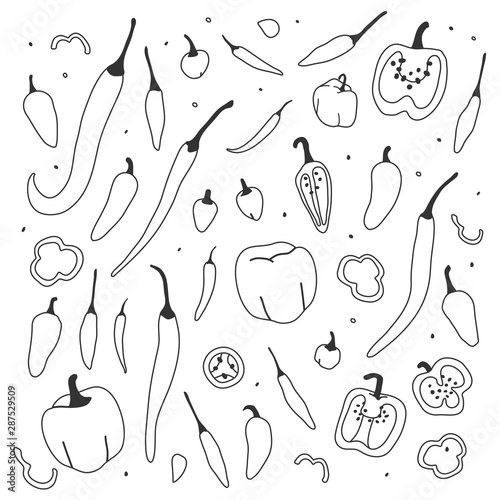 hand drawn vector illustration, various kinds of pepper vegetable. Simple colorful handdrawn drawing of cayenne, tabasco, chili, bell, sweet sorts. Cooking ingredient isolated element in sketch style.