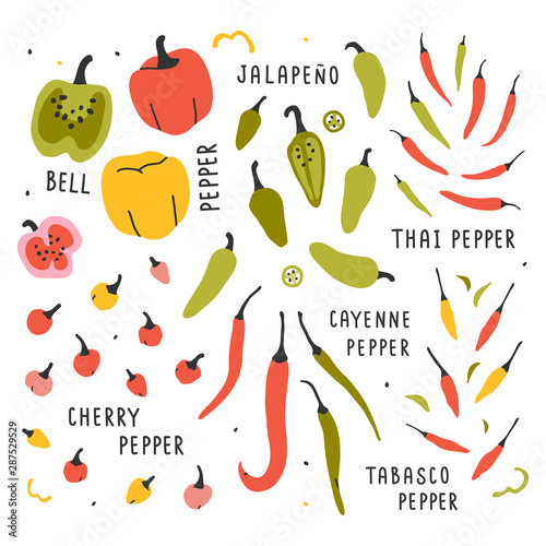 hand drawn vector illustration, various kinds of pepper vegetable. Simple colorful handdrawn drawing of cayenne, tabasco, chili, bell, sweet sorts. Cooking ingredient isolated element in sketch style.