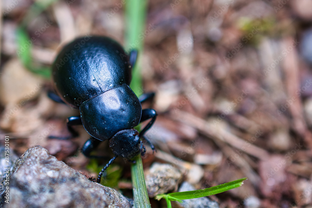May beetle eating a grass, close-up bug photo May beetle eating a grass, close-up bug photo