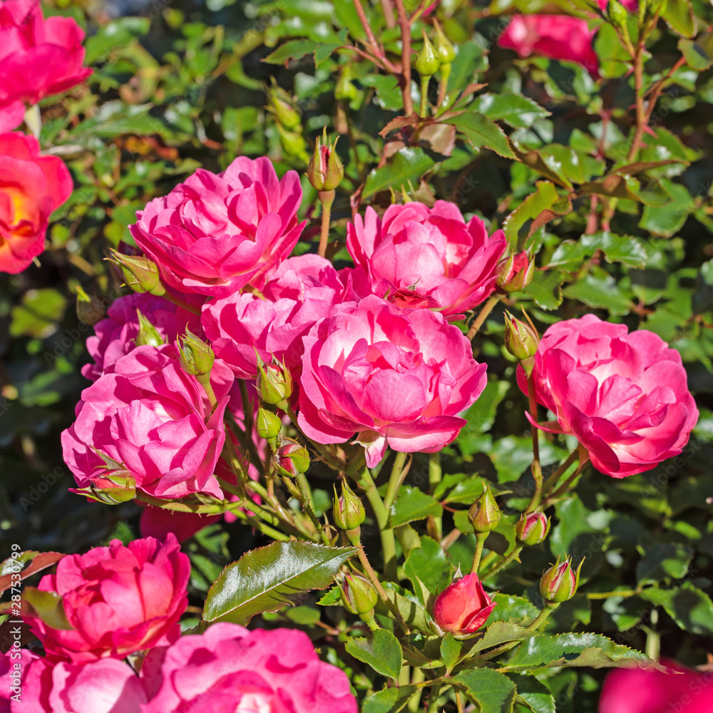 Blühende Buschrosen im Garten Blühende Buschrosen im Garten