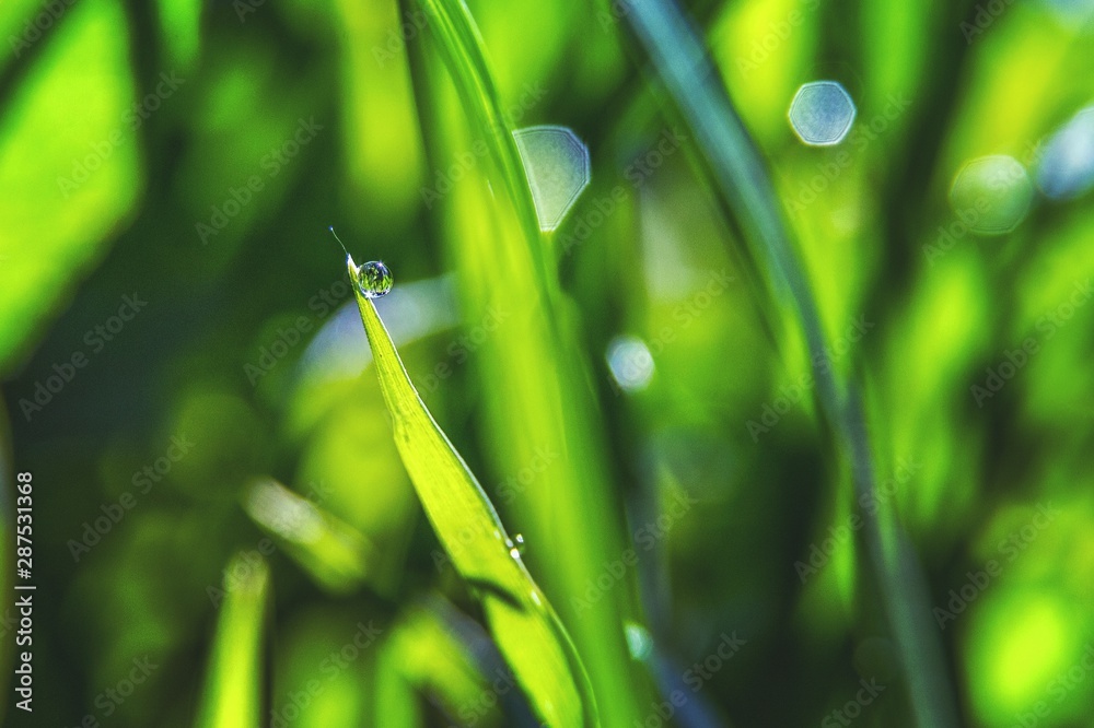Fototapeta premium A drop of water on a plant