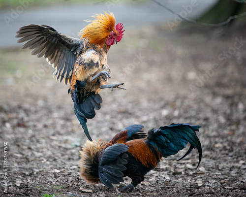 Two wild roosters fighting and jumping in the Western Spring park in Auckland
