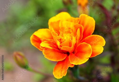 marigold flower bud on a green background