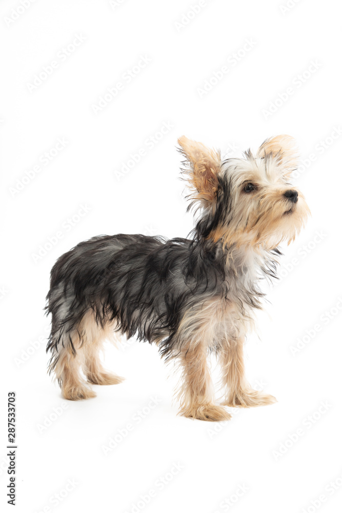 Yorkshire Terrier Puppy Isolated on White Background