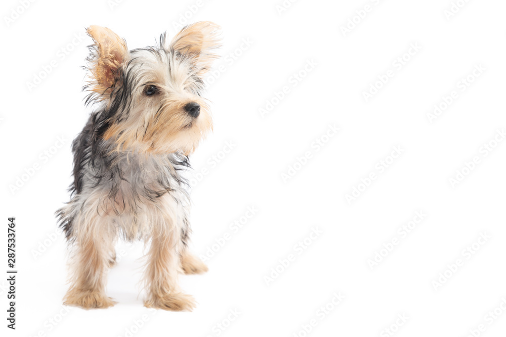 Yorkshire Terrier Puppy Isolated on White Background Yorkshire Terrier Puppy Isolated on White Background