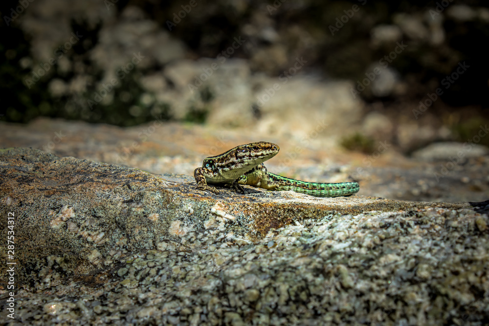 Tyrrhenian Wall Lizard - Corsica - France Tyrrhenian Wall Lizard - Corsica - France