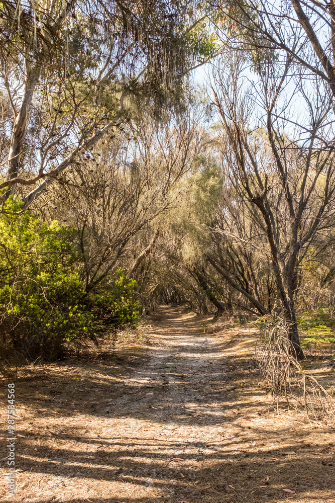 Hiking trail, Maria Island, Tasmania, Australia Hiking trail, Maria Island, Tasmania, Australia