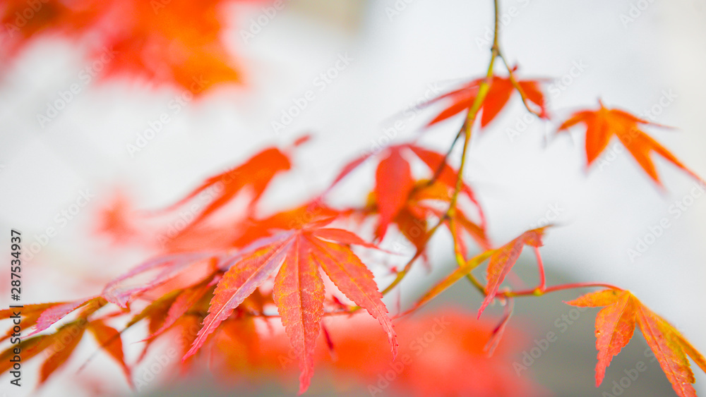 autumn leaves on black background. maple leaf autumn leaves on black background. maple leaf